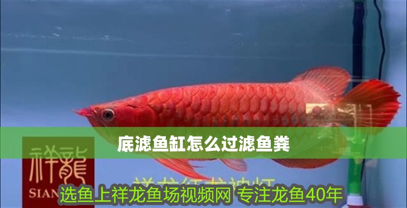 底濾魚缸怎么過濾魚糞