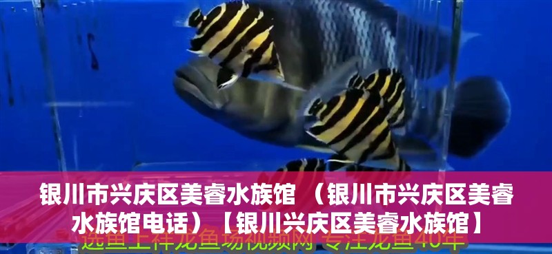 魚缸用增氧泵價格是多少:魚缸增氧機-xtrac增氧機-xtrac增氧機 銀川市興慶區美睿水族館 (銀川市興慶區美睿水族館電話)【銀川興慶區美睿水族館】 全國水族館企業名錄 銀川市興慶區美睿水族館 (銀川市興慶區美睿水族館電話)【銀川興慶區美睿水族館】 銀川市興慶區美睿水族館 (銀川市興慶區美睿水族館電話)【銀川興慶區美睿水族館】 全國水族館企業名錄