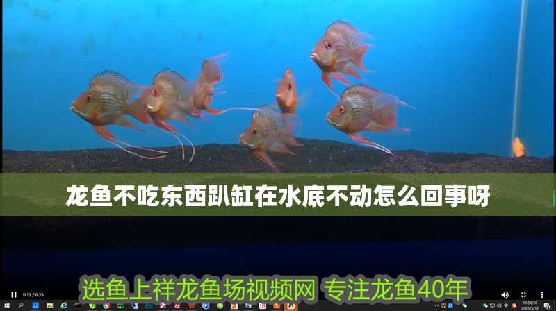 龍魚不吃東西趴缸在水底不動怎么回事呀