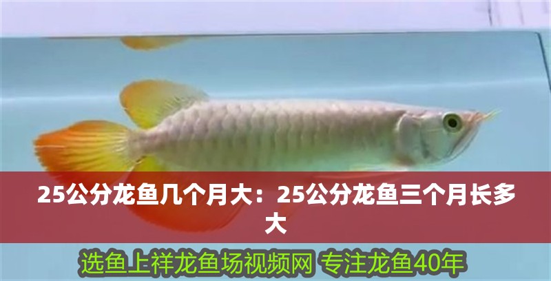 25公分龍魚(yú)幾個(gè)月大：25公分龍魚(yú)三個(gè)月長(zhǎng)多大 25公分龍魚(yú)幾個(gè)月大：25公分龍魚(yú)三個(gè)月長(zhǎng)多大 水族問(wèn)答