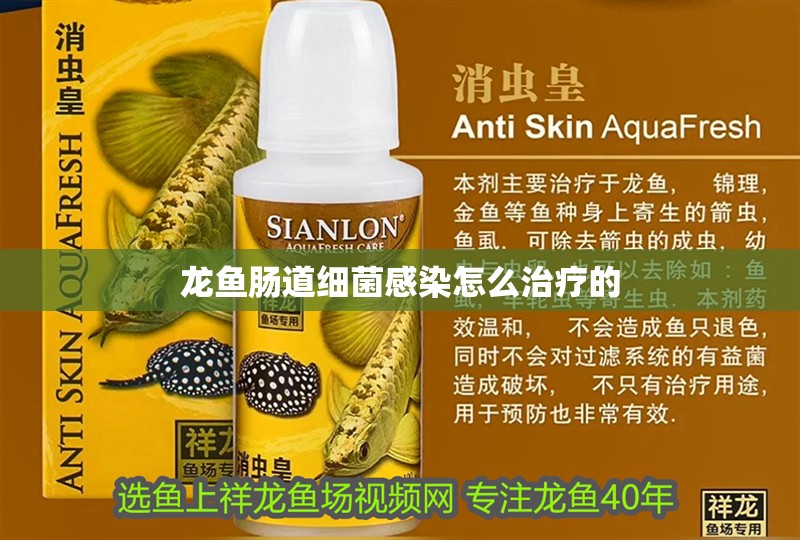 龍魚腸道細菌感染怎么治療的