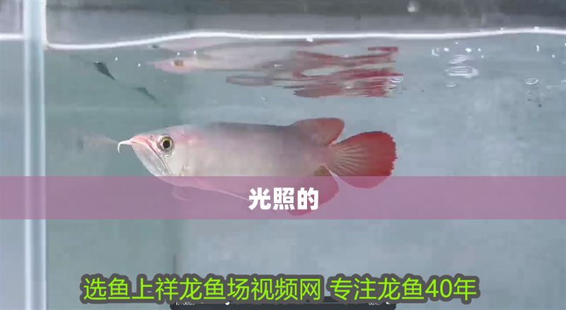 光照的 錦鯉魚百科 第2張 光照的 光照的 錦鯉魚百科 第2張