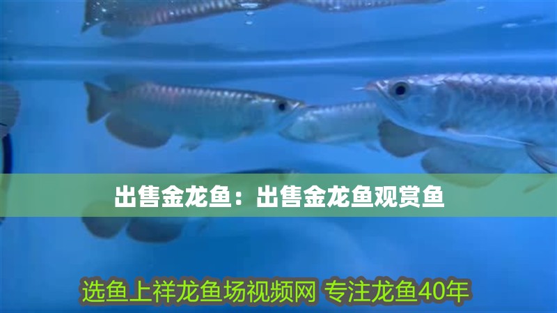 出售金龍魚：出售金龍魚觀賞魚