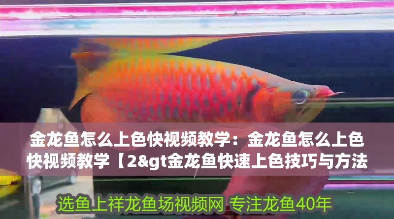 金龍魚怎么上色快視頻教學：金龍魚怎么上色快視頻教學【2&gt金龍魚快速上色技巧與方法】 金龍魚怎么上色快視頻教學：金龍魚怎么上色快視頻教學【2&gt金龍魚快速上色技巧與方法】 水族問答