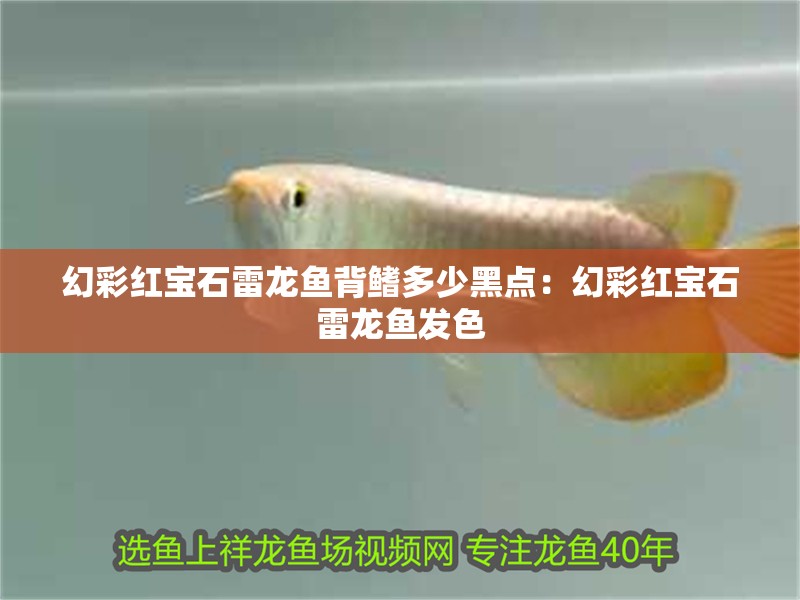 幻彩紅寶石雷龍魚背鰭多少黑點：幻彩紅寶石雷龍魚發色