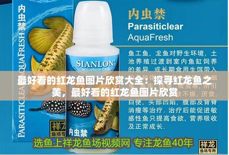 最好看的紅龍魚圖片欣賞大全：探尋紅龍魚之美，最好看的紅龍魚圖片欣賞