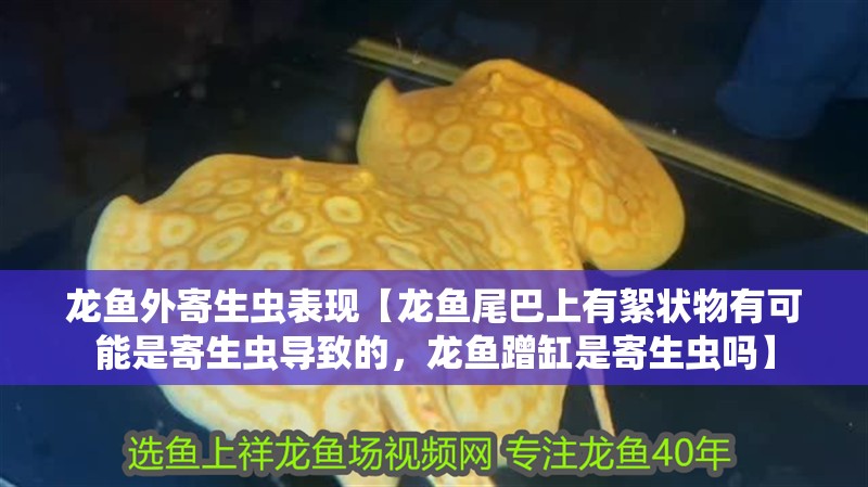 龍魚外寄生蟲表現【龍魚尾巴上有絮狀物有可能是寄生蟲導致的，龍魚蹭缸是寄生蟲嗎】