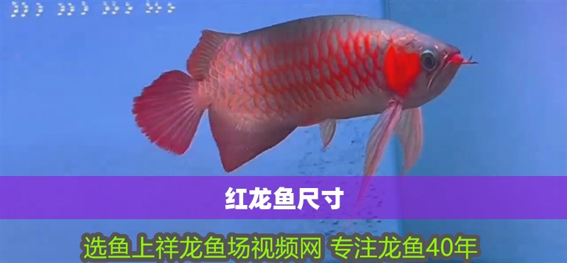 紅龍魚尺寸 紅龍魚尺寸 龍魚百科 第2張