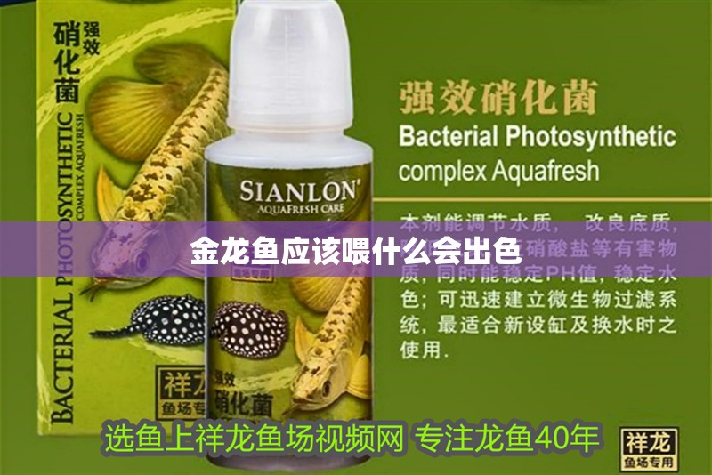 金龍魚應該喂什么會出色
