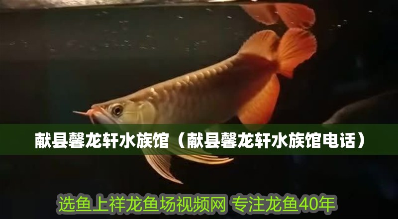 獻縣馨龍軒水族館（獻縣馨龍軒水族館電話）