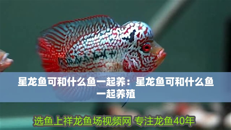 星龍魚可和什么魚一起養：星龍魚可和什么魚一起養殖 星龍魚可和什么魚一起養：星龍魚可和什么魚一起養殖 水族問答