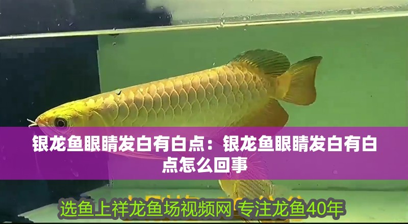 銀龍魚眼睛發白有白點：銀龍魚眼睛發白有白點怎么回事