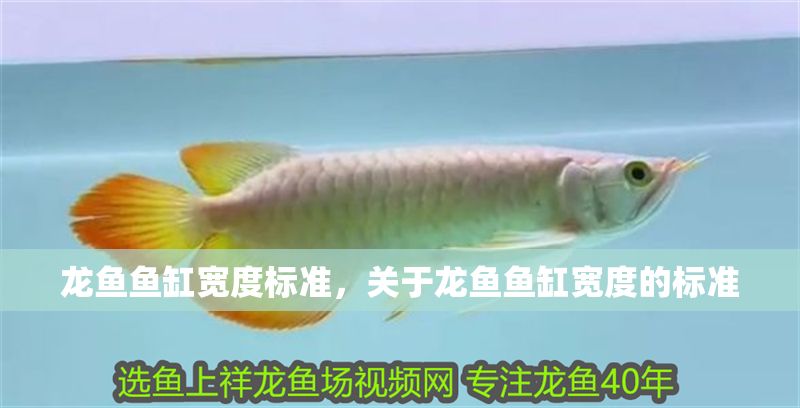 龍魚魚缸寬度標準，關于龍魚魚缸寬度的標準