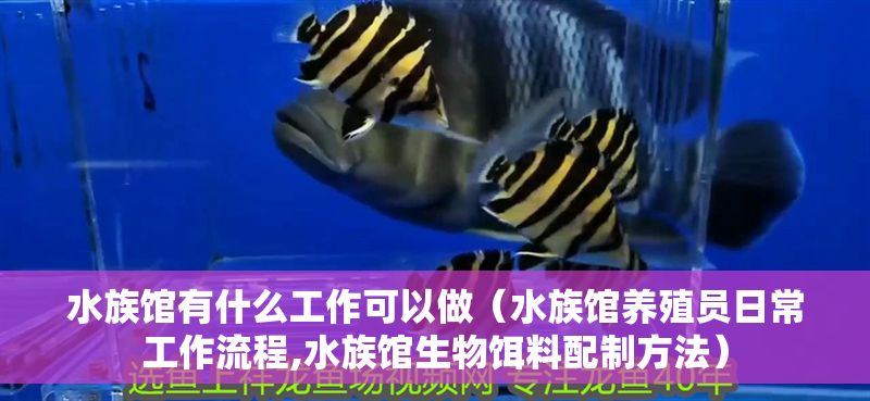 水族館有什么工作可以做（水族館養殖員日常工作流程,水族館生物餌料配制方法） 水族館有什么工作可以做（水族館養殖員日常工作流程,水族館生物餌料配制方法） 水族館百科（水族館加盟） 第1張
