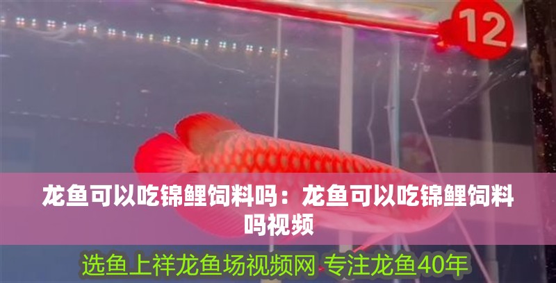 龍魚可以吃錦鯉飼料嗎:龍魚可以吃錦鯉飼料嗎視頻 水族問答 龍魚可以吃錦鯉飼料嗎:龍魚可以吃錦鯉飼料嗎視頻 龍魚可以吃錦鯉飼料嗎:龍魚可以吃錦鯉飼料嗎視頻 水族問答