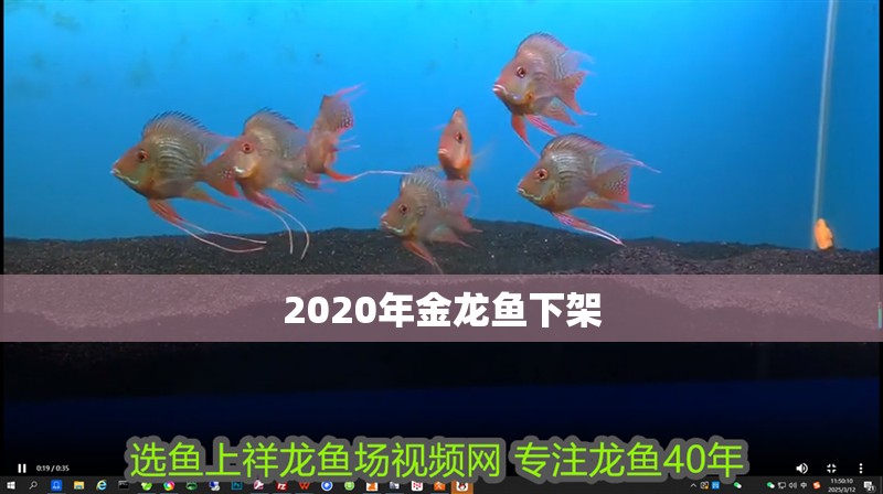 2020年金龍魚下架 2020年金龍魚下架 龍魚百科 第2張