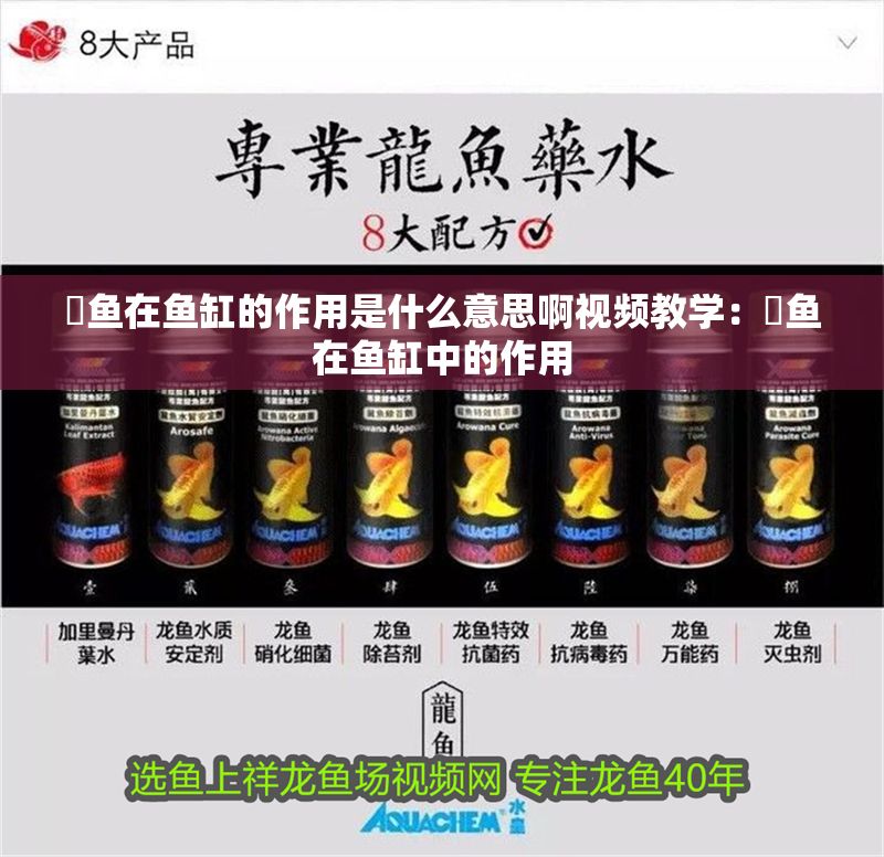 魟魚(yú)在魚(yú)缸的作用是什么意思啊視頻教學(xué)：魟魚(yú)在魚(yú)缸中的作用
