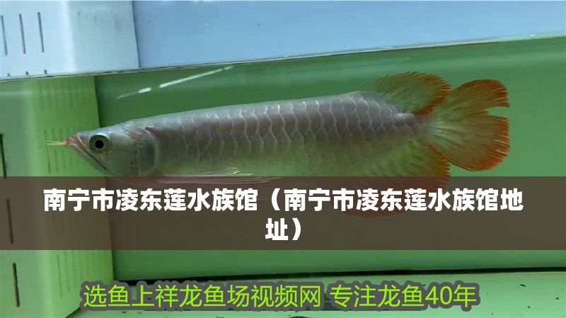 南寧市凌東蓮水族館(南寧市凌東蓮水族館地址) 全國(guó)水族館企業(yè)名錄 第2張 南寧市凌東蓮水族館(南寧市凌東蓮水族館地址) 南寧市凌東蓮水族館(南寧市凌東蓮水族館地址) 全國(guó)水族館企業(yè)名錄 第2張