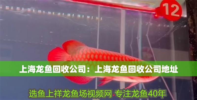 <strong><mark>上海</mark></strong>龍魚回收公司：<strong><mark>上海</mark></strong>龍魚回收公司地址