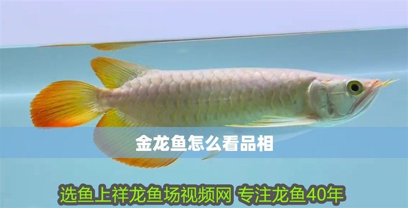 金龍魚怎么看品相 金龍魚怎么看品相 龍魚百科 第2張