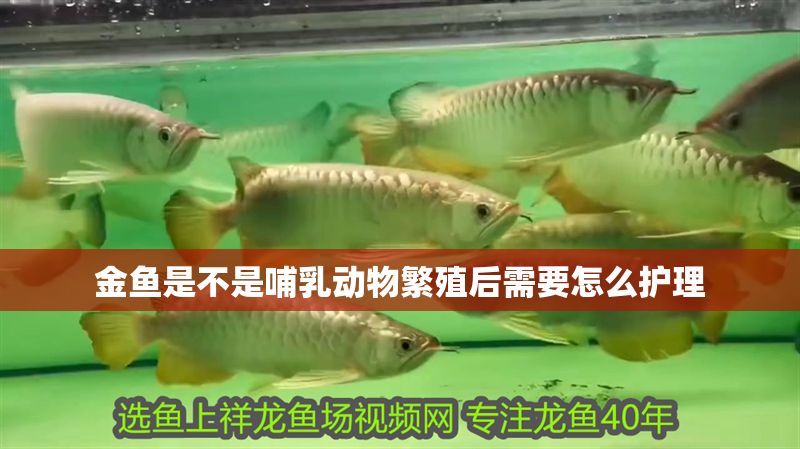金魚是不是哺乳動物繁殖后需要怎么護(hù)理
