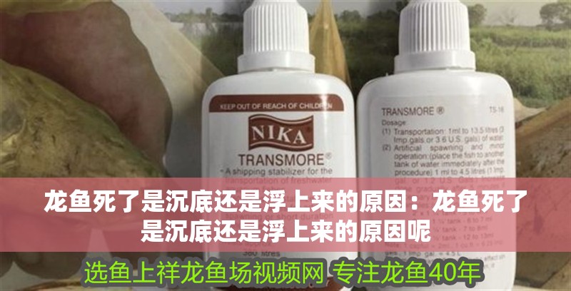 大龍魚可以和小虎魚混養嗎圖片視頻(大龍魚可以和小虎魚混養嗎圖片視頻大全)