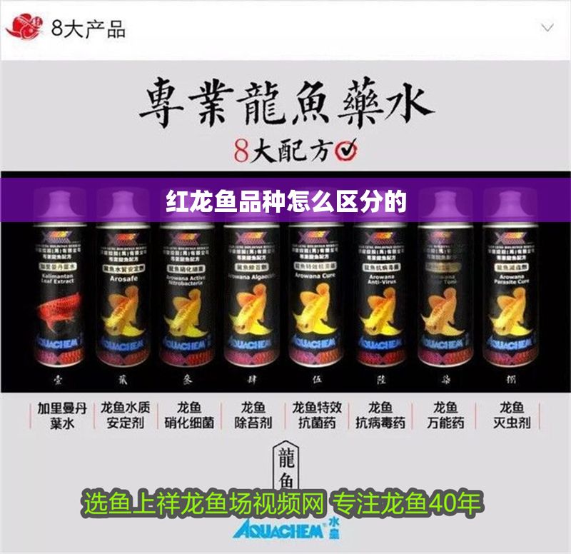 紅龍魚品種怎么區分的
