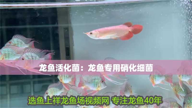 龍魚活化菌：龍魚專用硝化細(xì)菌