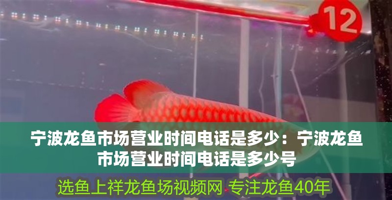 寧波龍魚市場營業時間電話是多少：寧波龍魚市場營業時間電話是多少號