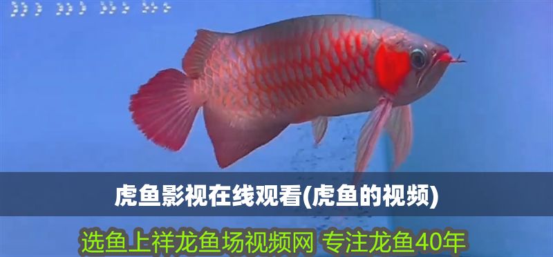 虎魚影視在線觀看(虎魚的視頻) 虎魚影視在線觀看(虎魚的視頻) 虎魚百科 第1張