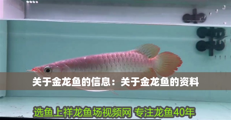 關(guān)于金龍魚的信息：關(guān)于金龍魚的資料