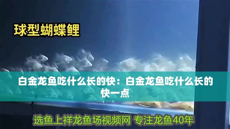 白金龍魚吃什么長的快：白金龍魚吃什么長的快一點 白金龍魚吃什么長的快：白金龍魚吃什么長的快一點 水族問答