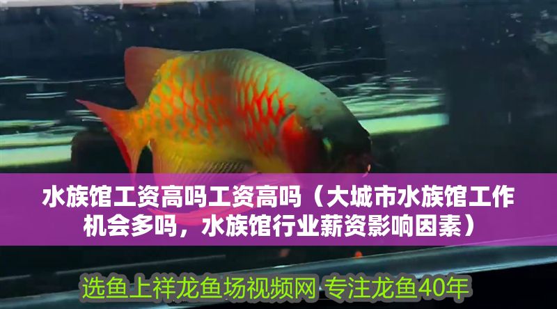 水族館工資高嗎工資高嗎（大城市水族館工作機會多嗎，水族館行業薪資影響因素）