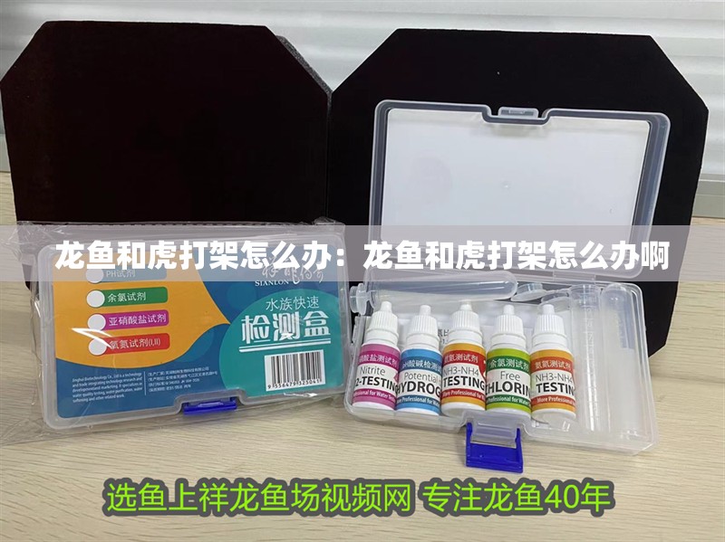 龍魚和虎打架怎么辦：龍魚和虎打架怎么辦啊 龍魚和虎打架怎么辦：龍魚和虎打架怎么辦啊 水族問答