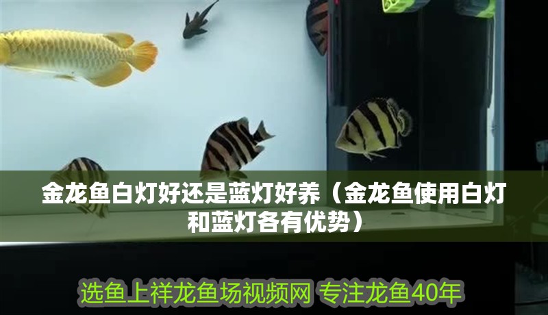 金龍魚白燈好還是藍燈好養（金龍魚使用白燈和藍燈各有優勢）