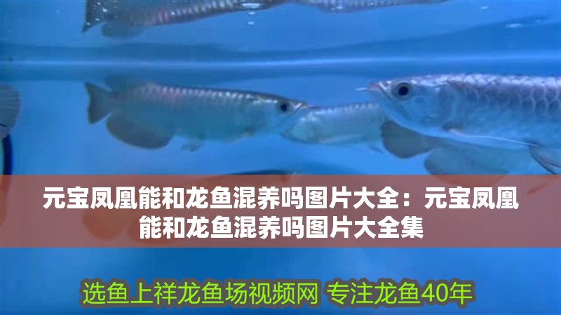 元寶鳳凰能和龍魚混養(yǎng)嗎圖片大全：元寶鳳凰能和龍魚混養(yǎng)嗎圖片大全集