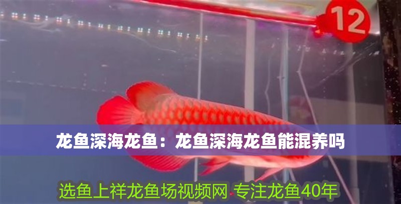 龍魚深海龍魚：龍魚深海龍魚能混養嗎