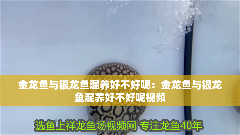 金龍魚與銀龍魚混養好不好呢：金龍魚與銀龍魚混養好不好呢視頻