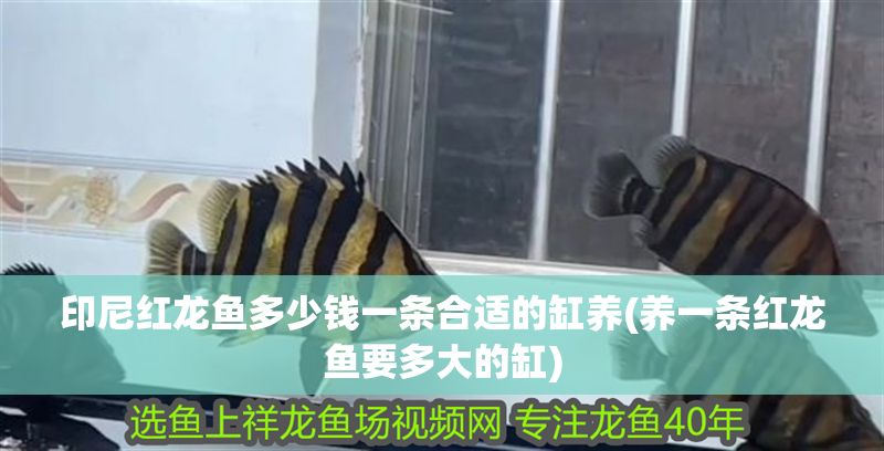 印尼紅龍魚多少錢一條合適的缸養(養一條紅龍魚要多大的缸)