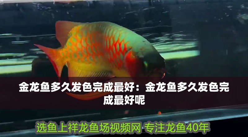 金龍魚多久發(fā)色完成最好：金龍魚多久發(fā)色完成最好呢