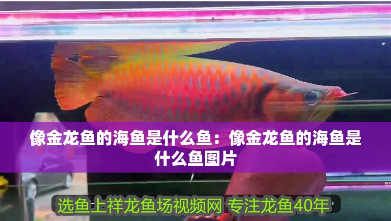 像金龍魚的海魚是什么魚：像金龍魚的海魚是什么魚圖片