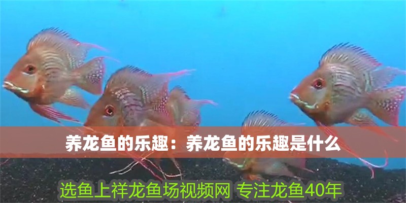 養(yǎng)龍魚的樂趣：養(yǎng)龍魚的樂趣是什么