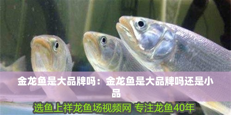 金龍魚是大品牌嗎：金龍魚是大品牌嗎還是小品