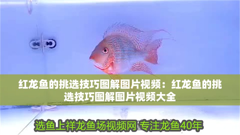 紅龍魚的挑選技巧圖解圖片視頻：紅龍魚的挑選技巧圖解圖片視頻大全