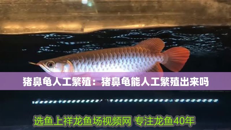 豬鼻龜人工繁殖：豬鼻龜能人工繁殖出來嗎 豬鼻龜人工繁殖：豬鼻龜能人工繁殖出來嗎 豬鼻龜百科 第1張