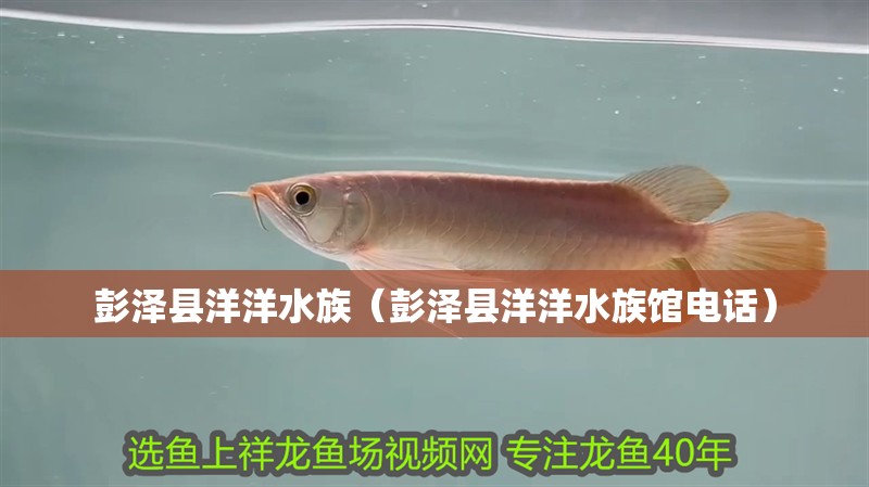 彭澤縣洋洋水族（彭澤縣洋洋水族館電話）