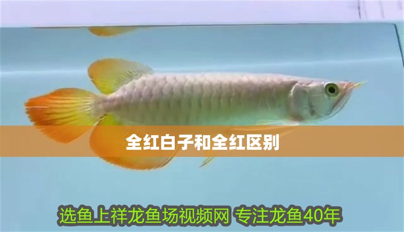全紅白子和全紅區(qū)別
