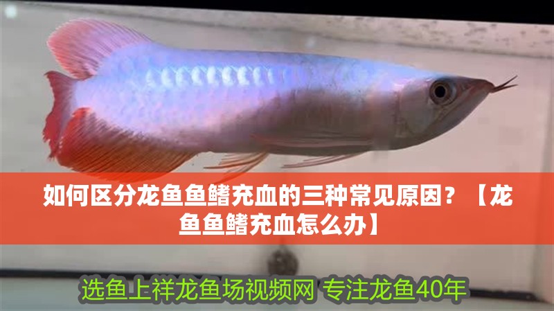 如何區分龍魚魚鰭充血的三種常見原因？【龍魚魚鰭充血怎么辦】