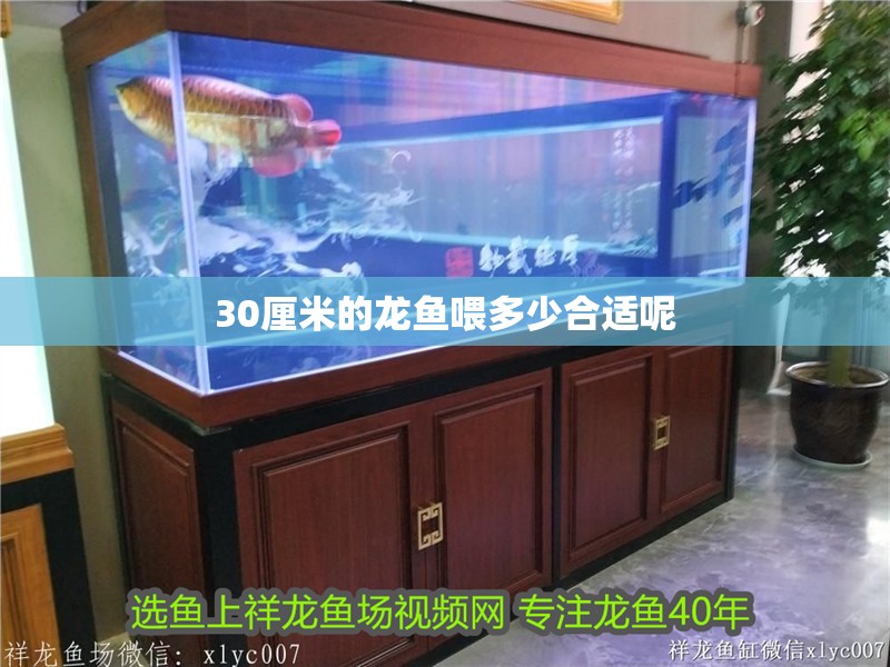 30厘米的龍魚喂多少合適呢