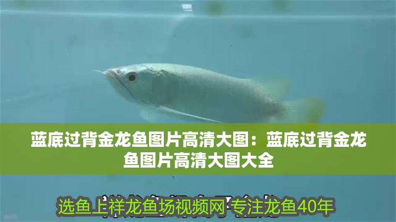 藍底過背金龍魚圖片高清大圖：藍底過背金龍魚圖片高清大圖大全